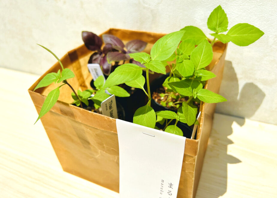 ちょこっと菜園]バジル好きのためのハーブ栽培セット(4種) | まるく