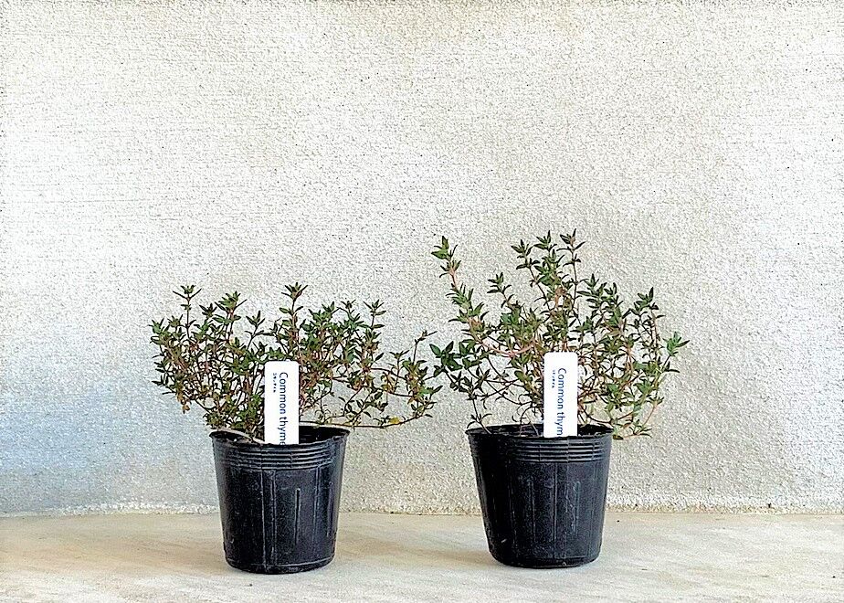 コモンタイム(2POT) | まるく商店オンラインショップ