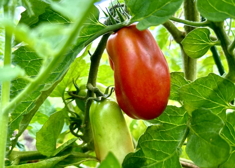 サン・マルツァーノ トマトの種 | まるく商店オンラインショップ