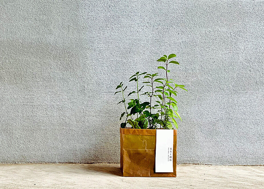 おまかせ有機ハーブ栽培セット(4種) | まるく商店オンラインショップ