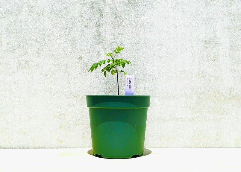 カレーリーフ(1年物) | まるく商店オンラインショップ