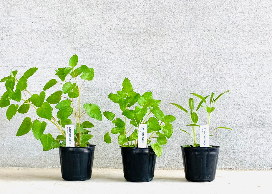 グリーンピール　ハーブ一式 fit=scale-down,w=1200