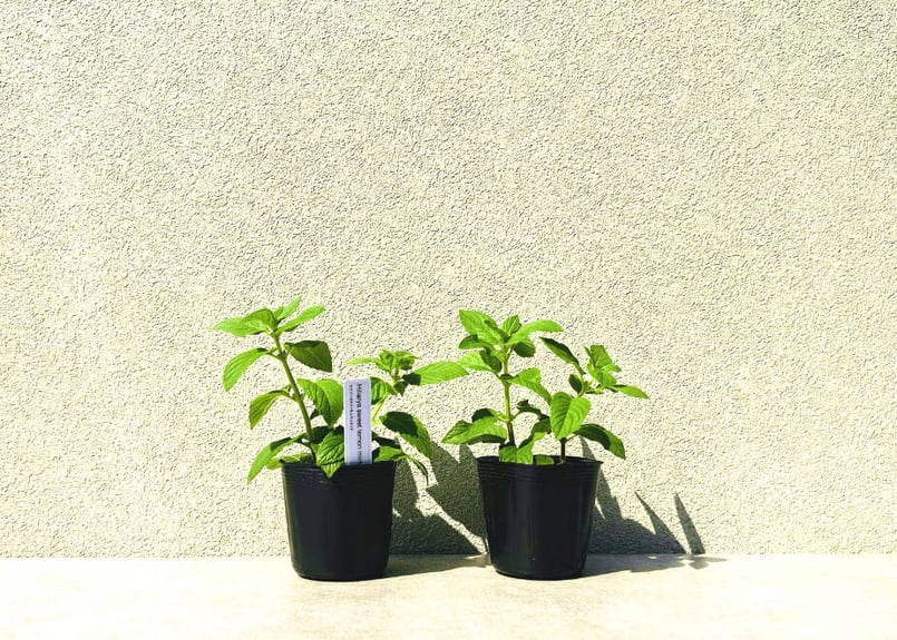 ミントレモン様 リクエスト 2点 まとめ商品 ヒラリーズ スウィートレモン ミント(2POT) | まるく商店