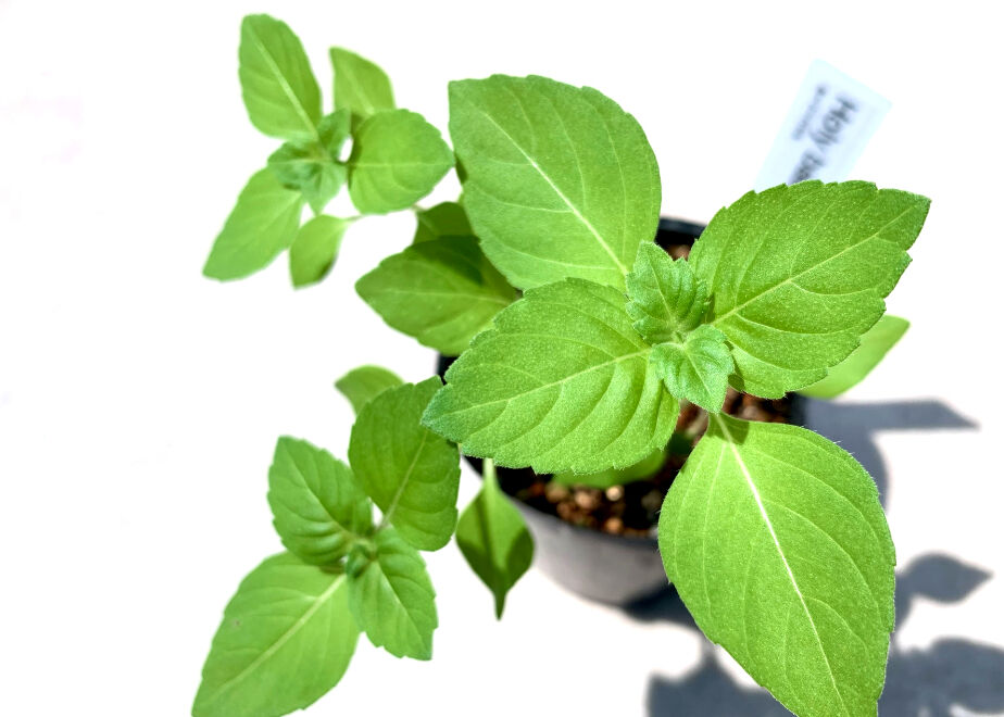 ちょこっと菜園]バジル好きのためのハーブ栽培セット(4種) | まるく