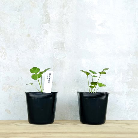 パクチー | STORES