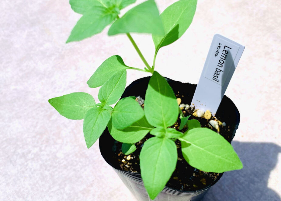 ちょこっと菜園]バジル好きのためのハーブ栽培セット(4種) | まるく