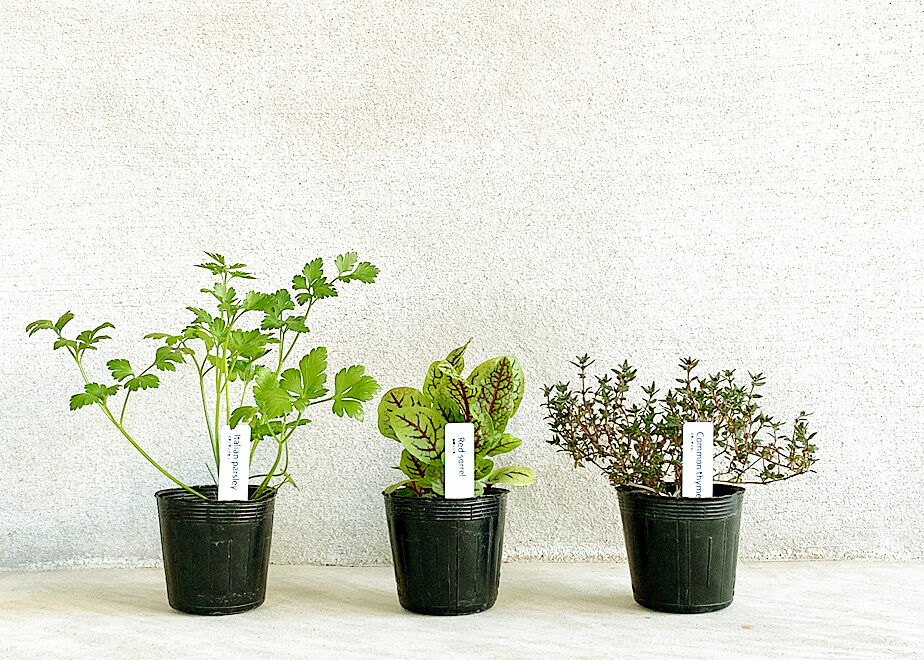 グリーンピール　ハーブ一式 おまかせ有機ハーブ栽培セット(4種) | まるく商店オンラインショップ