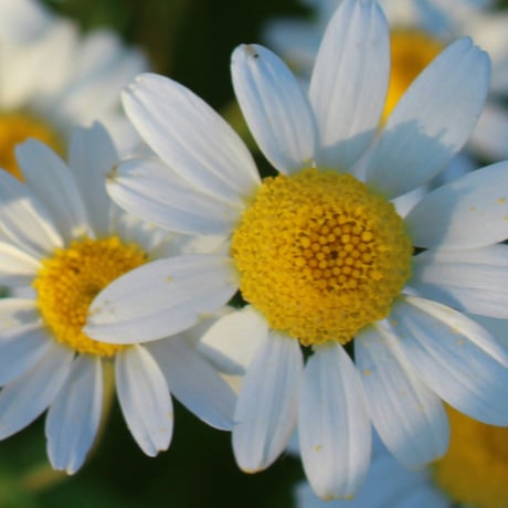 ジャーマンカモミール | STORES