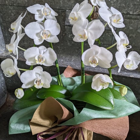 ファレノプシス | STORES