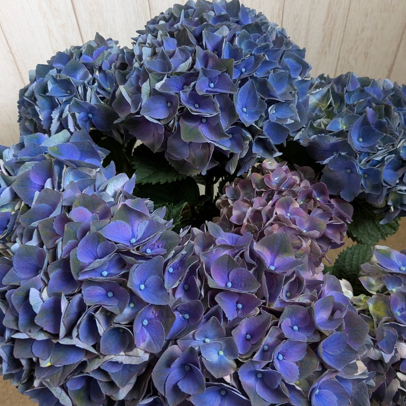 紫陽花 クリムゾン | 小さなお花屋さん