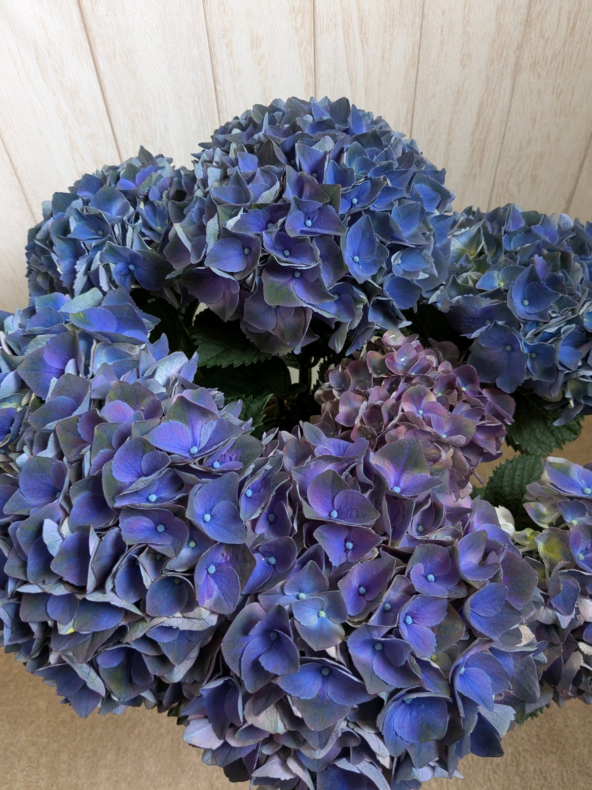 紫陽花 クリムゾン | 小さなお花屋さん