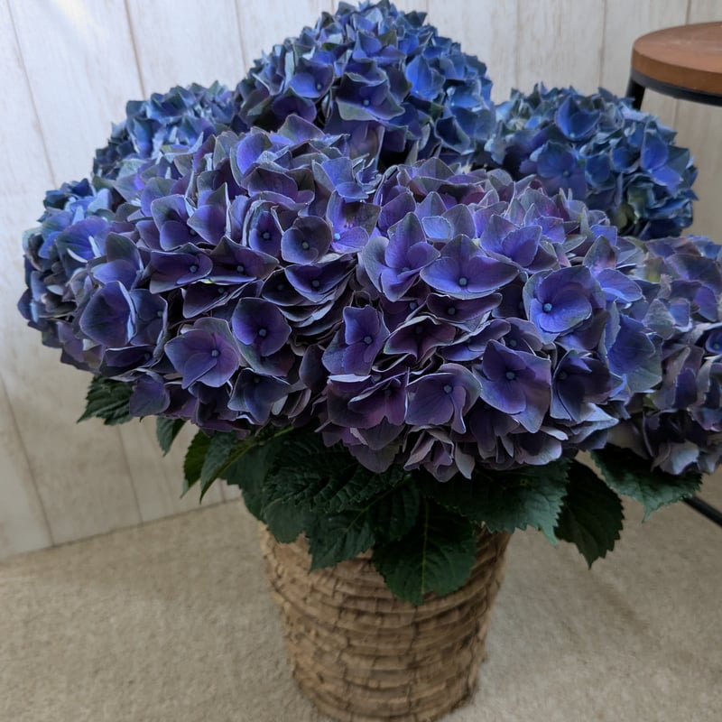 紫陽花 クリムゾン | 小さなお花屋さん
