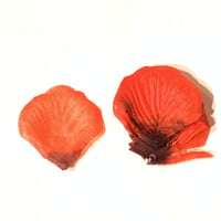 花びらno.11