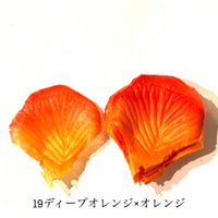 花びらno.19