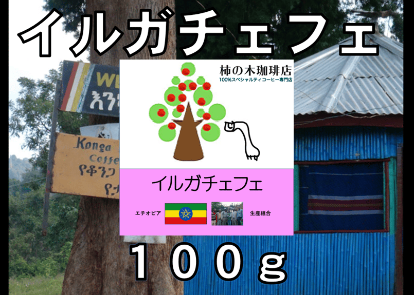 豆or粉】イルガチェフェ（エチオピア） コンガ農協 トップ