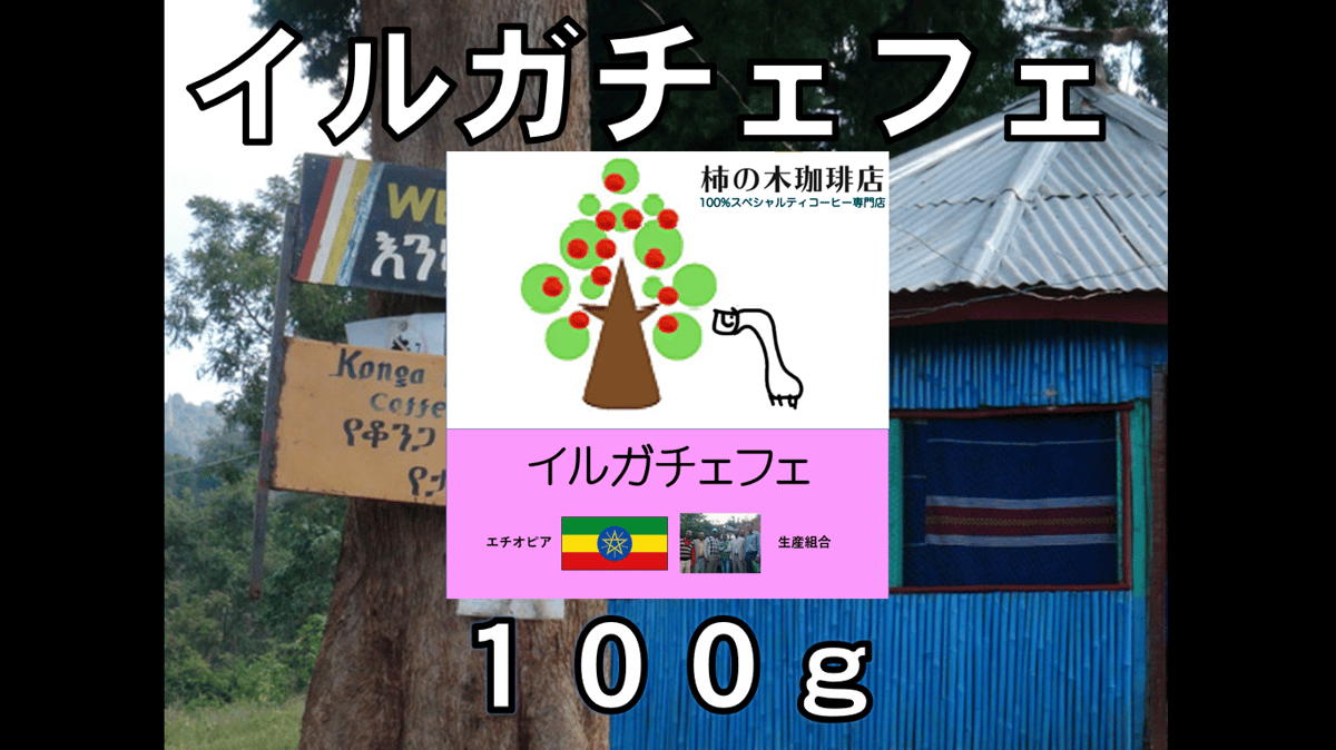 豆or粉】イルガチェフェ（エチオピア） コンガ農協 トップ