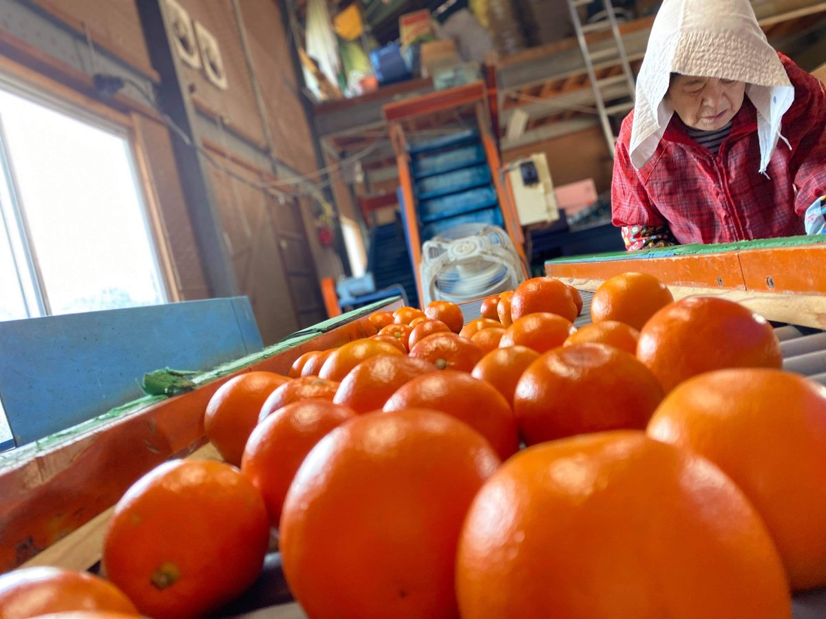174愛媛県産 ブラッドオレンジ タロッコ 10㎏ 愛媛県産 ブラッド