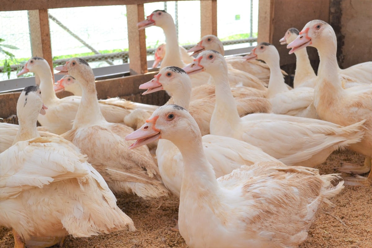 平飼い合鴨有精卵　8個➕6ギフト　(説明文お読みください) 2 岡山県産 平飼い有精卵 合鴨の卵 8個の通販 by たまにゃん's