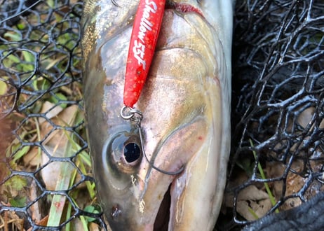 【NEW!!】Hide Shallow 55F 55mm1.7g Floating