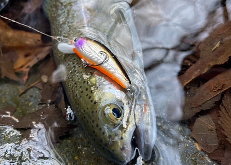 【NEW!!】Baby Corn Minnow 50HS 4.5g