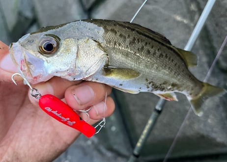 Ya Garapop40 　40mm2.0g