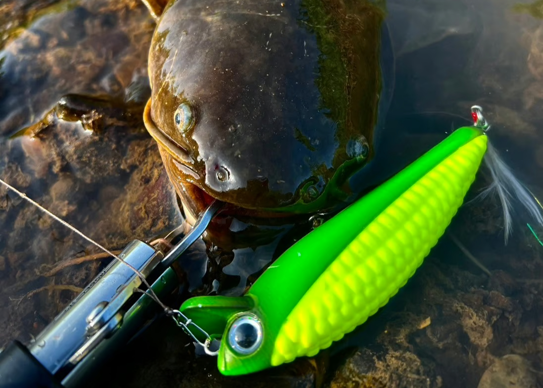 Real Young Corn Minnow 110mm 24g F | Dee Dee De