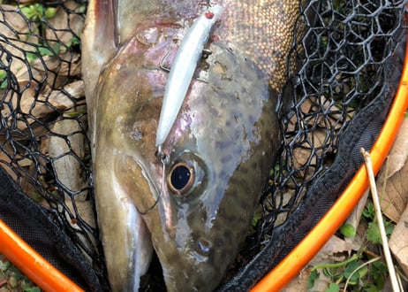 【NEW!!】Hide Shallow 55F 55mm1.7g Floating