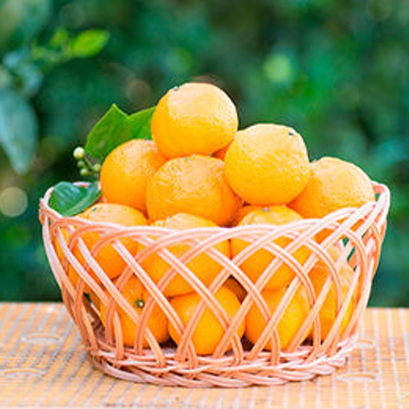 シャーベット（瓢柑、檸檬、花良治 各2個で6個入） | satonobuonline