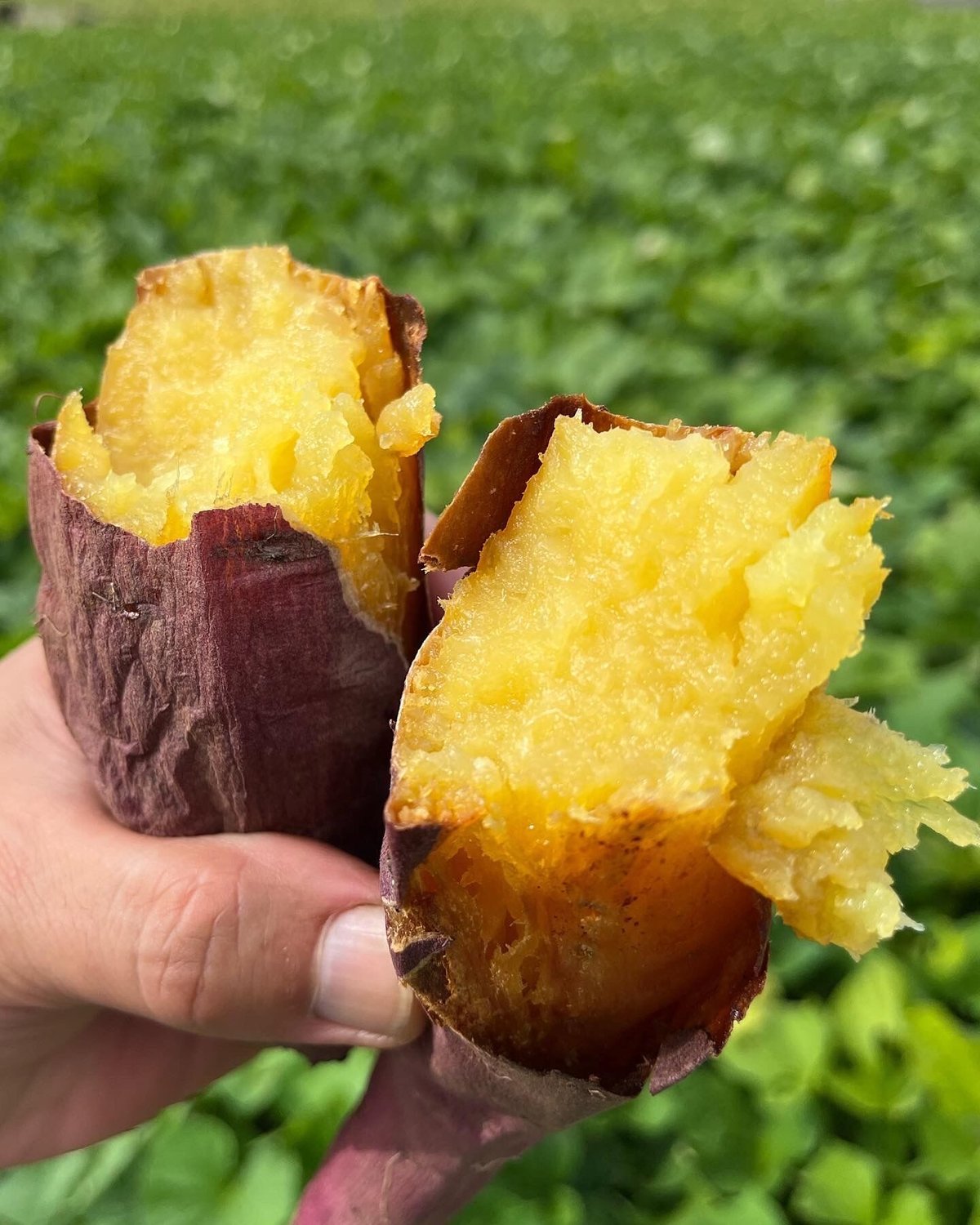 ねっとりみーつ2.5kg L～ Mサイズ 3kg S〜Lサイズ | 熟成さつまいも