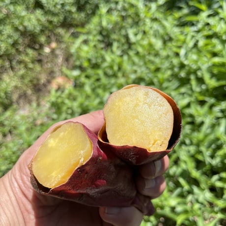 ほくほくみーつ(熟成)2.5kg  L～ Mサイズ 一部地域を除いて送料無料