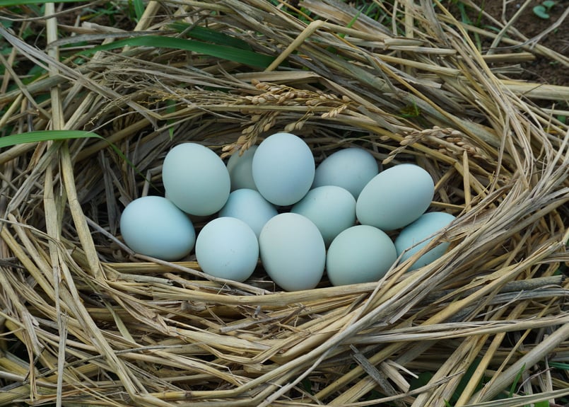 たまこ　切り落とし　4000g 石間さんの淡路島産 サラダ熟れっ玉（新玉ねぎ）2kg | 有機米