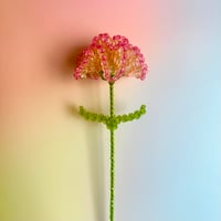 Double color carnation / Pale pink × Pink