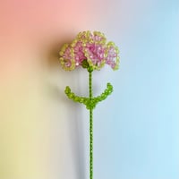 Double color carnation / Purple × Lite green
