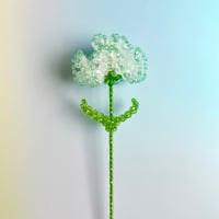 Double color carnation / Clear × Mint blue