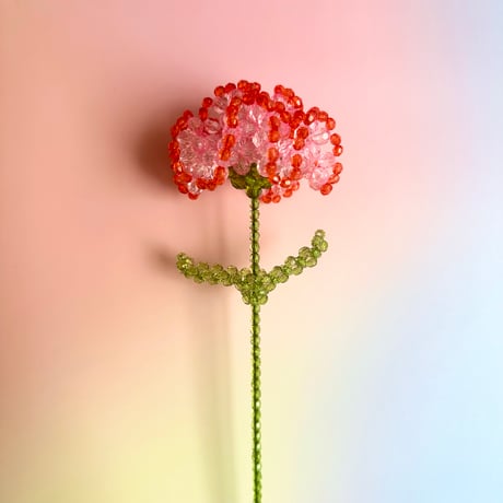 Double color carnation / Pink × Red