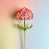 Double color carnation / Pink × Orange