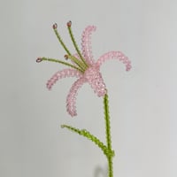 Lily