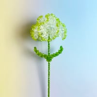 Double color carnation / Clear × Lite green
