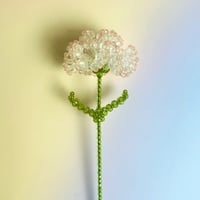 Double color carnation / Clear × Pale pink