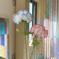 Double color carnation 1p