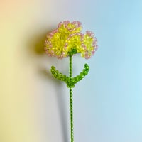 Double color carnation / Yellow × Lite purple