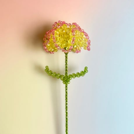 Double color carnation / Yellow × Pink