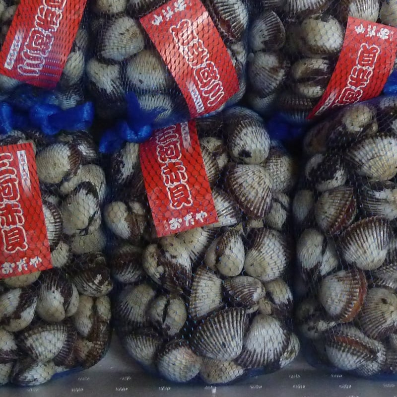 島根の味！赤貝（サルボウ貝）国産3kg （取扱期間12月中旬～3月中旬
