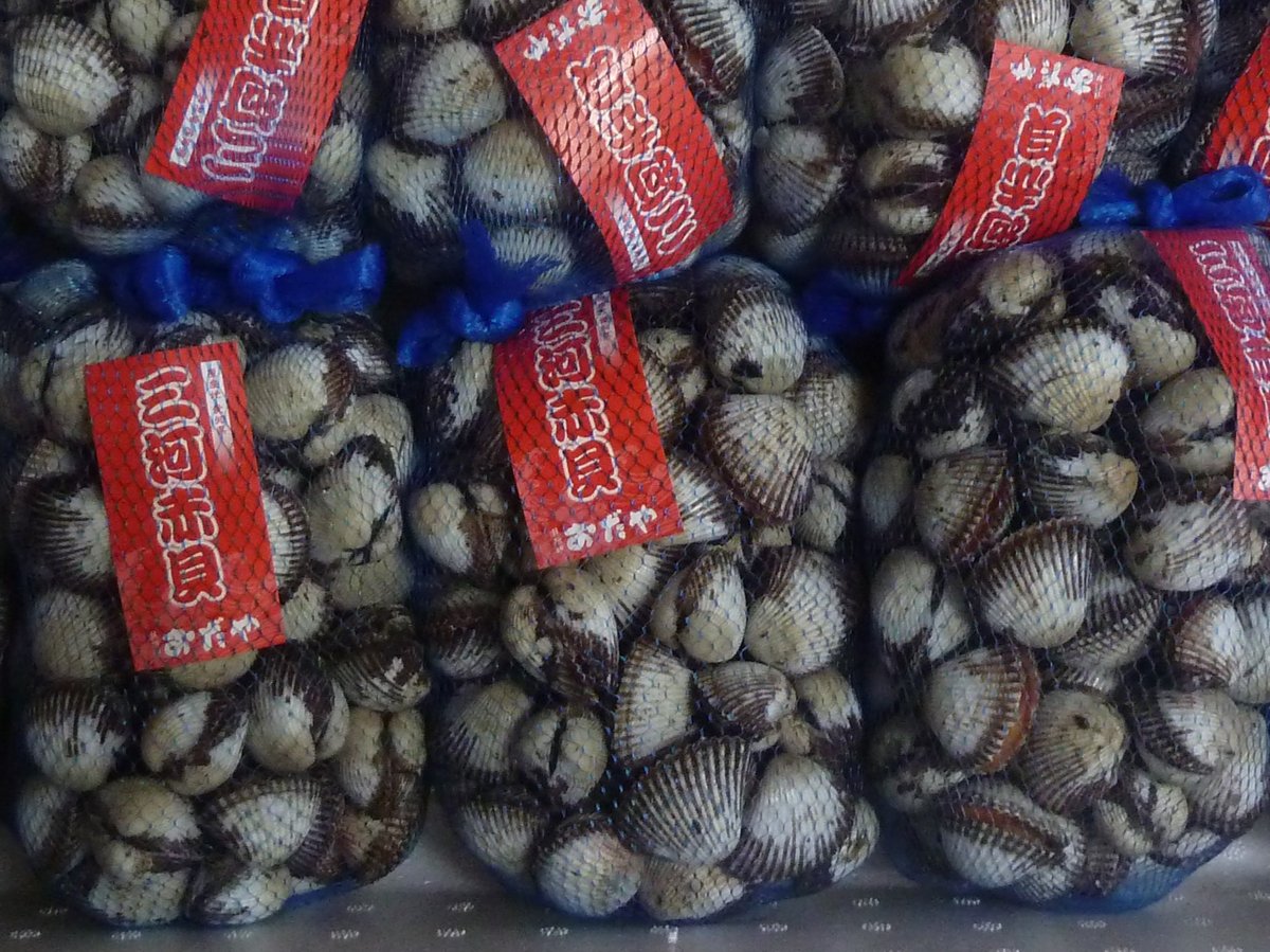 島根の味！赤貝（サルボウ貝）国産4kg （取扱期間12月中旬～3月中旬
