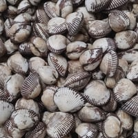 島根の味！赤貝（サルボウ貝）国産3kg （取扱期間12月中旬～3月中旬