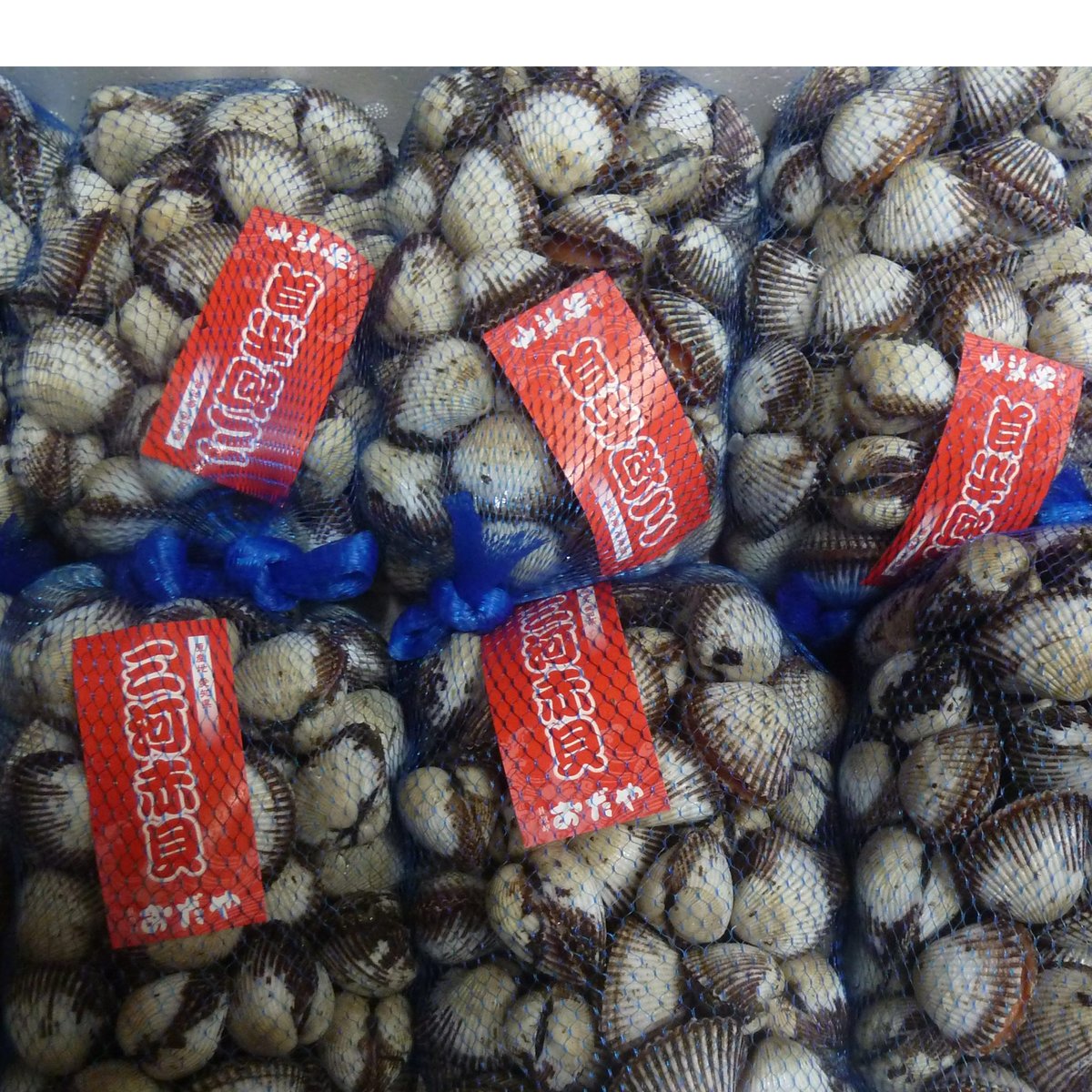 島根の味!赤貝(サルボウ貝)国産1kg (取扱期間12月中旬~3月 島根の味!赤貝(サルボウ貝)国産1kg (取扱期間12月中旬~3月