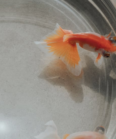 【03 series】Oaji   -Orange-