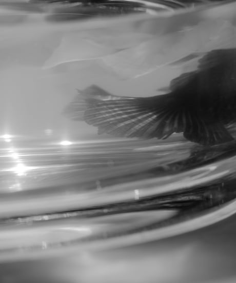 【03 series】Oaji   -Black-