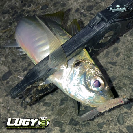 LUGY3in (ラギー)