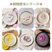 在庫限り【植物標本シリーズ】全７種（A)
